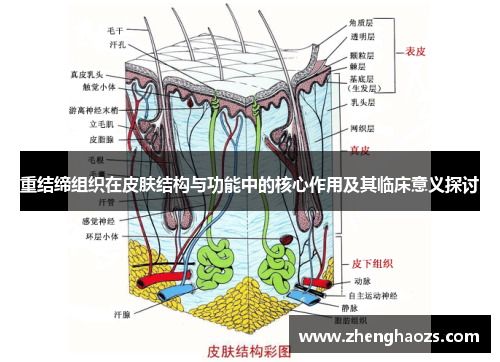 重结缔组织在皮肤结构与功能中的核心作用及其临床意义探讨